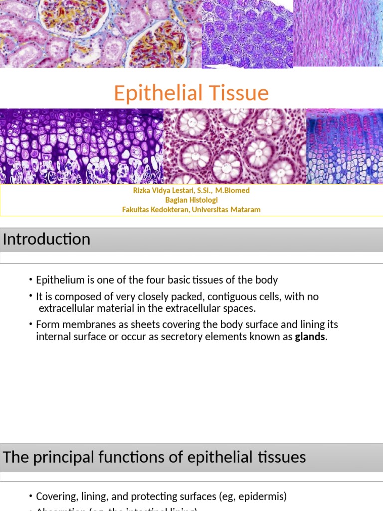 Example Of A Epithelial Tissue