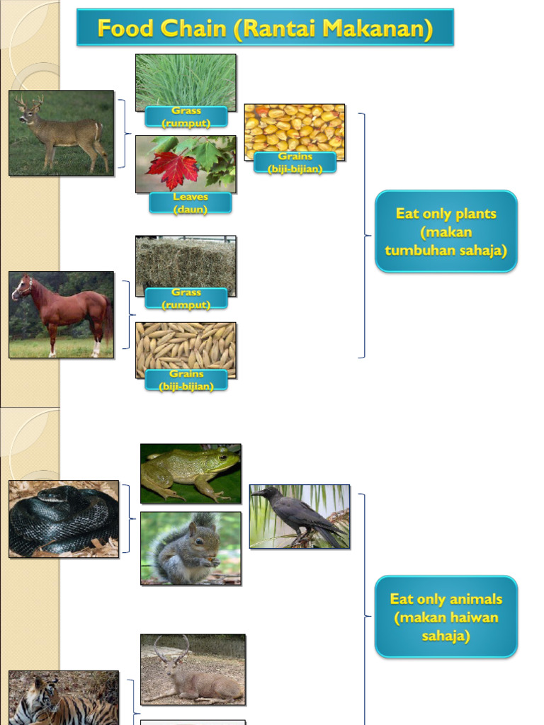 Example Of A Food Chain