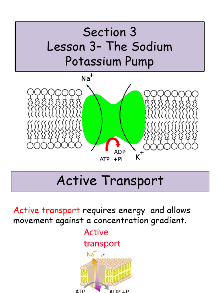 The Sodium-Potassium Ion Pump Is An Example Of