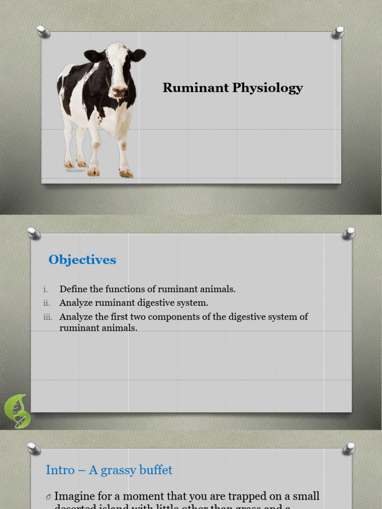 Example Of An Animal With Ruminant Digestion