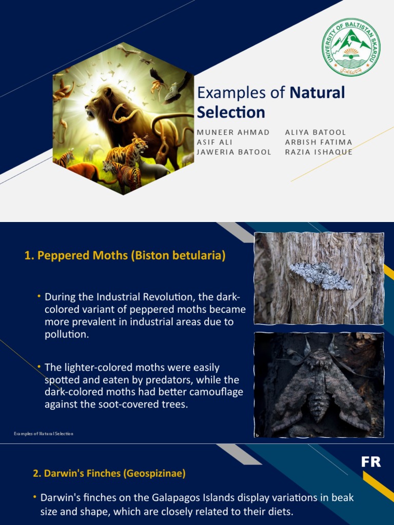 Which Of The Following Is An Example Of Natural Selection