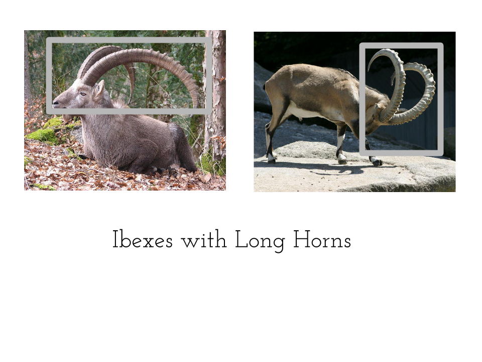 How Is The Alpine Ibex An Example Of Successful Conservation