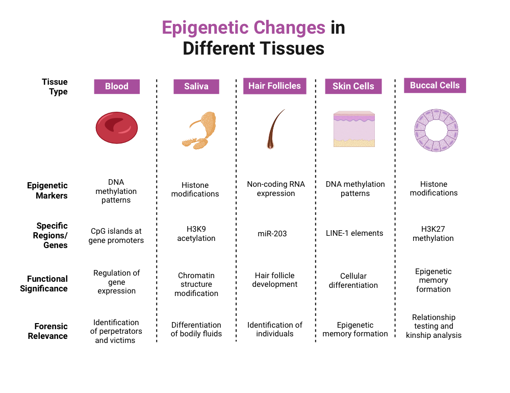Provide An Example Of How Epigenetic Changes Can Impact Phenotype