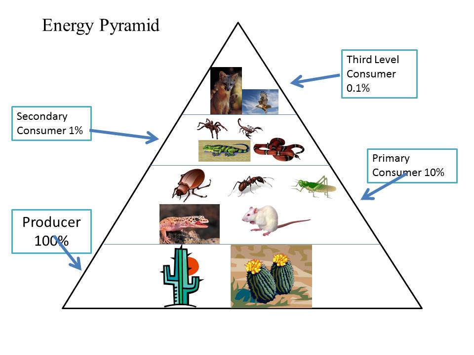 Example Of Pyramid Of Energy