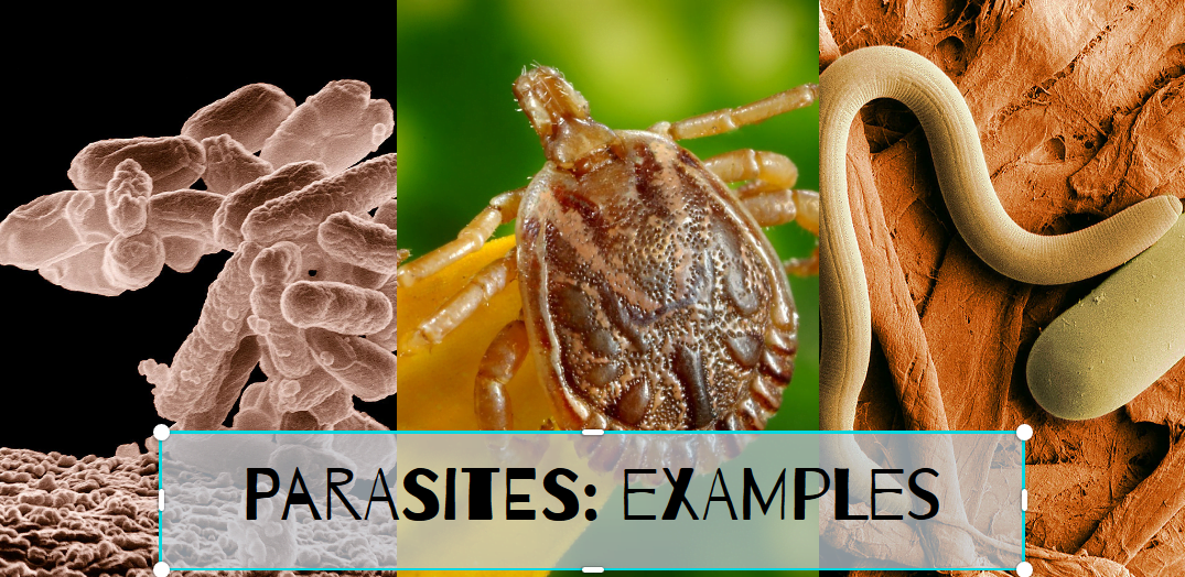 Give Me A Parasitism Example Of A Animal