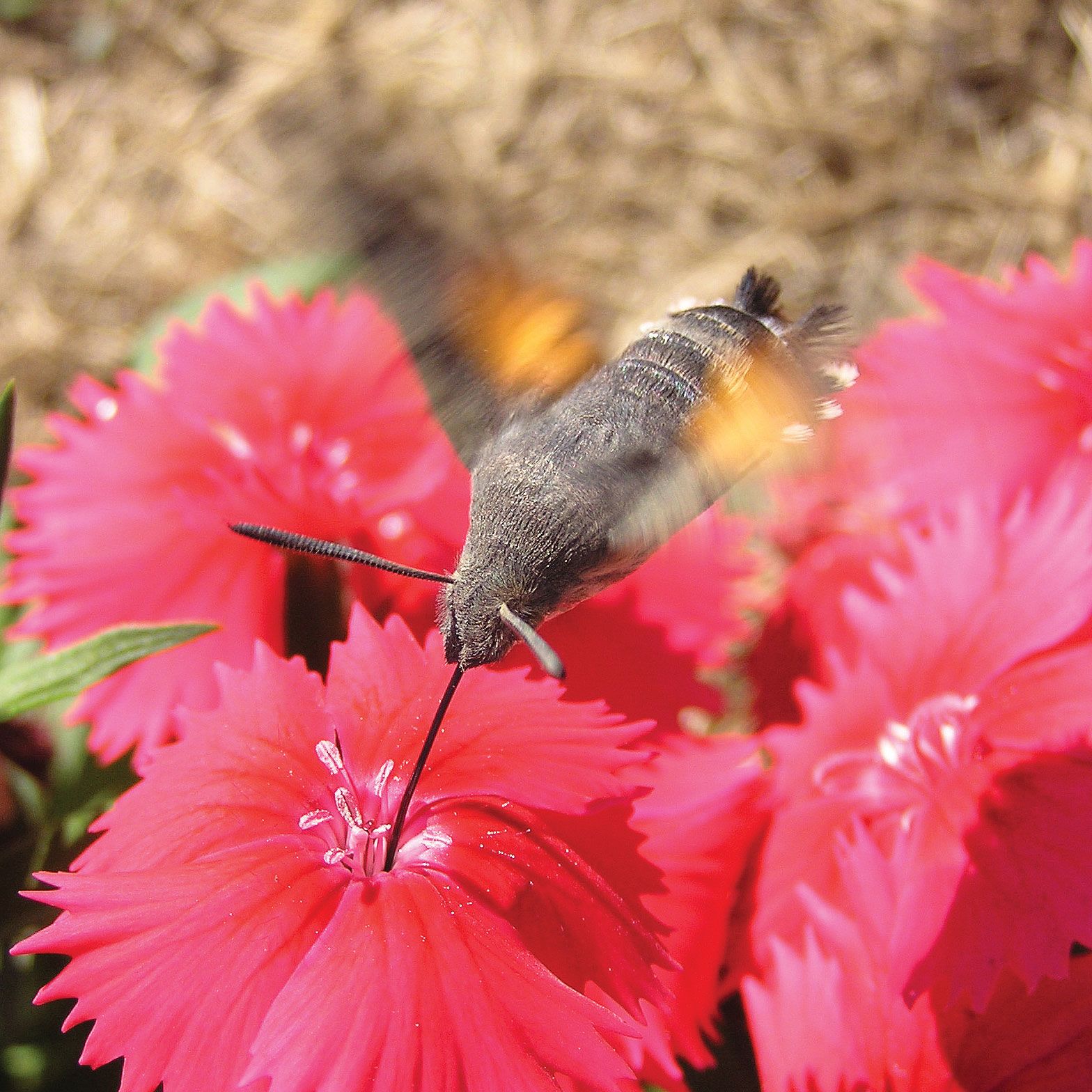 Example Of Mutualism In Biology