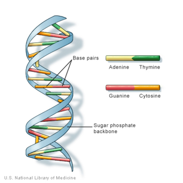 Dna Is An Example Of This Macromolecule
