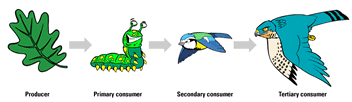 Example Of A Primary Consumer
