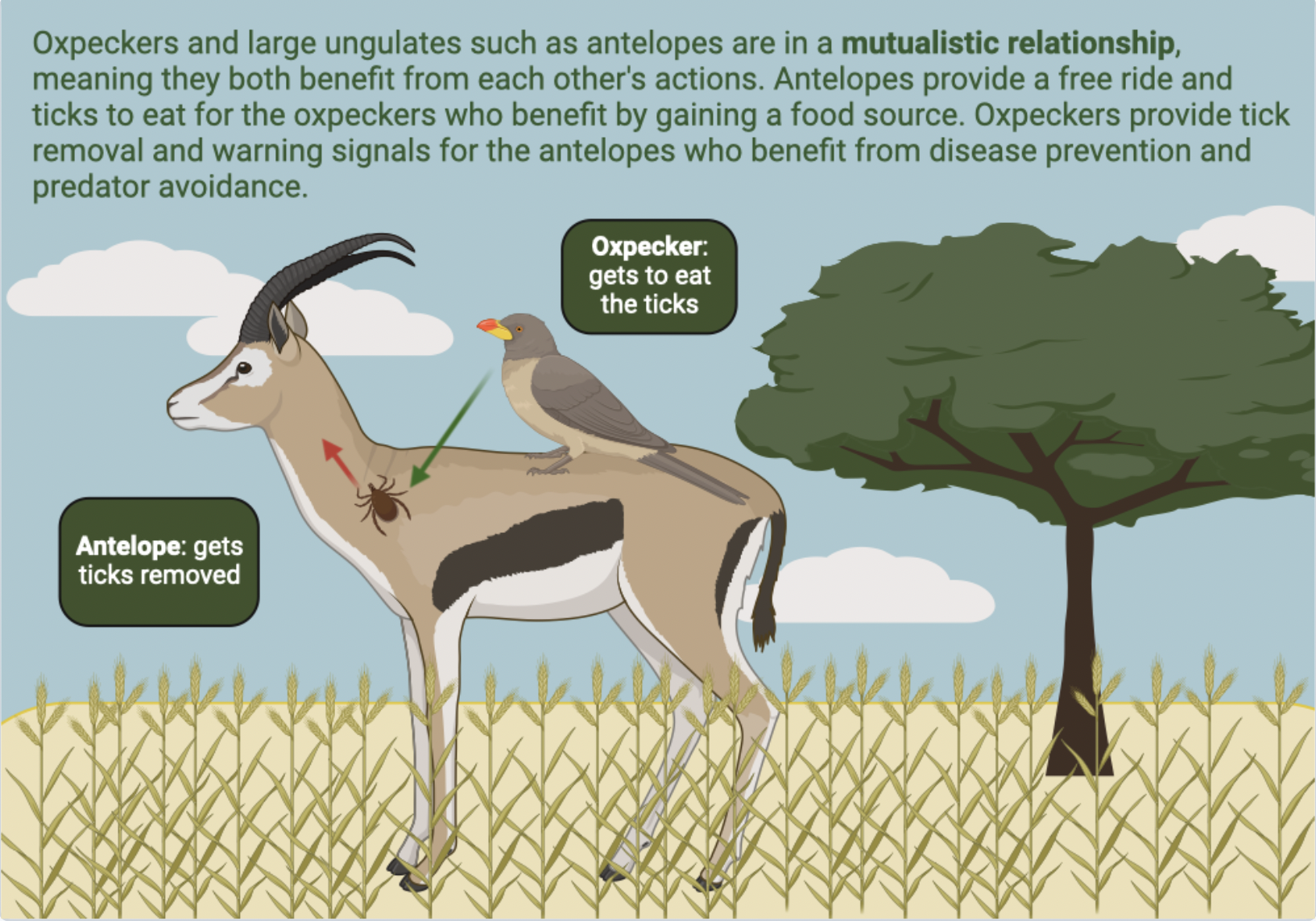 What Is An Example Of Mutualism