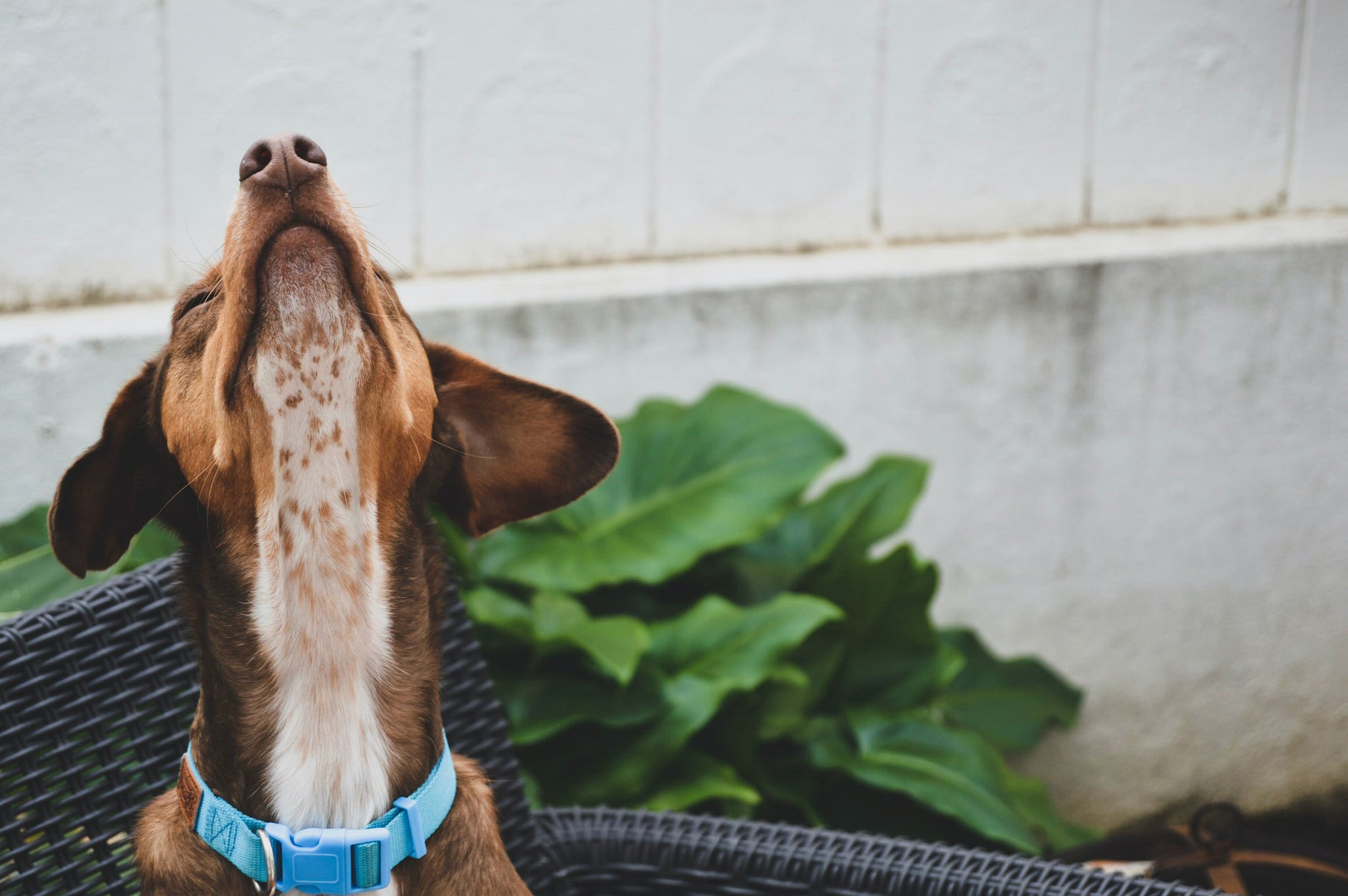 What Does It Mean When a Dog’s Nose Is Warm? Health Myths Explained