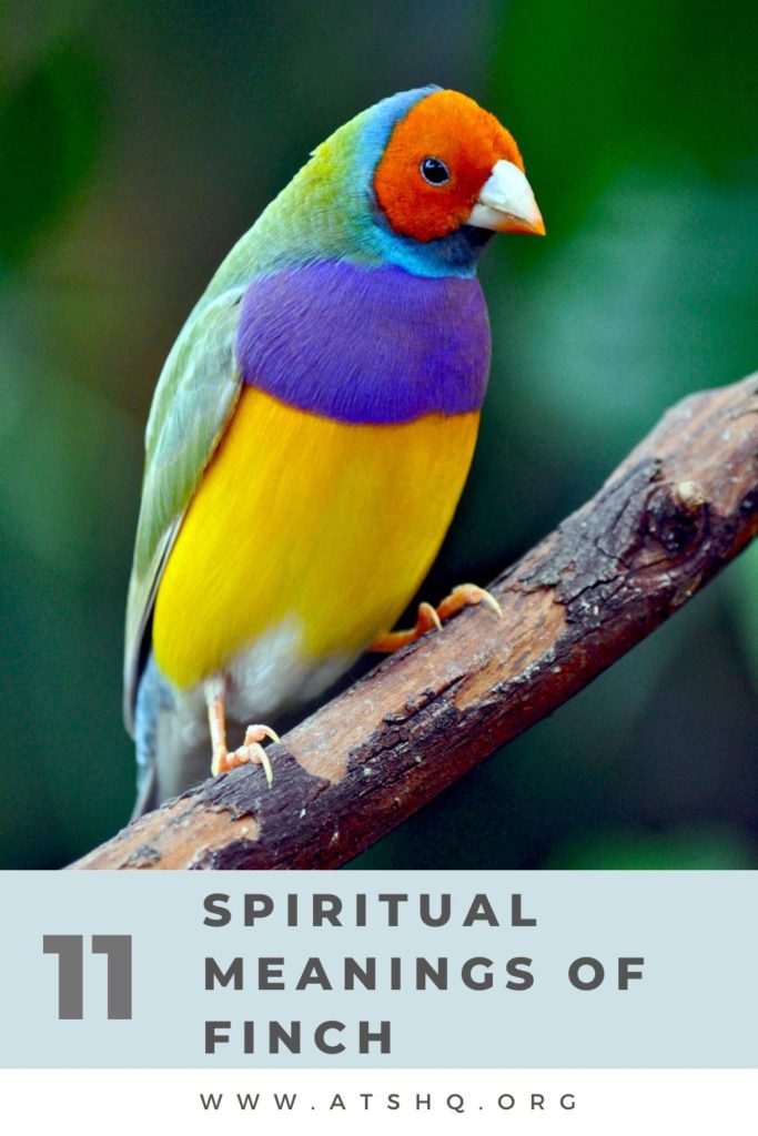 What Does It Mean When a Finch Visits You? Signs and Symbolism