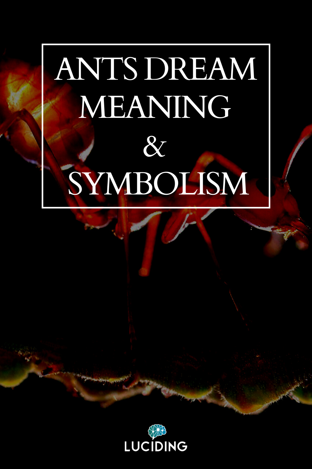 What Does It Mean to Dream About Ants? Symbolism Explained