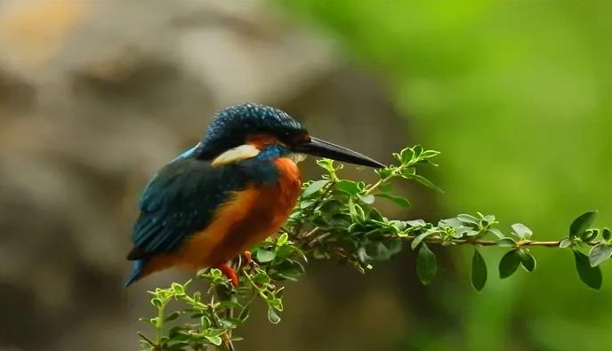 What Does Dreaming About Birds Mean? Spiritual and Psychological Signs