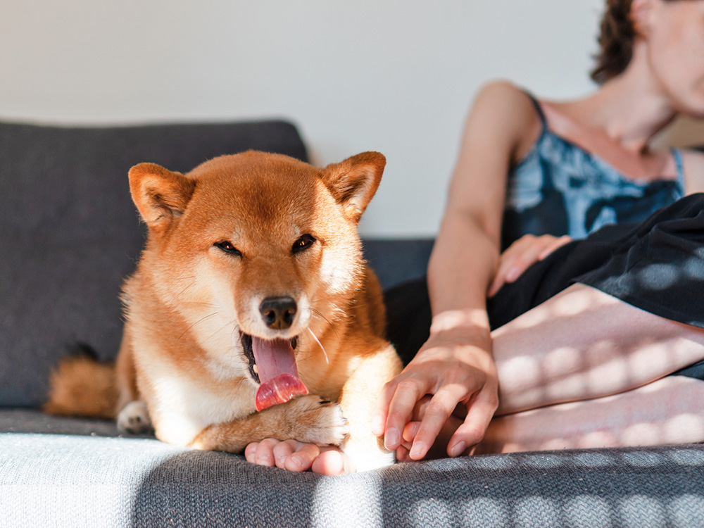 What Does It Mean When Dogs Lick Your Feet? Canine Behavior Explained