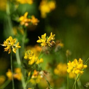 What Does a Dream About Bees Mean? Spiritual Symbolism