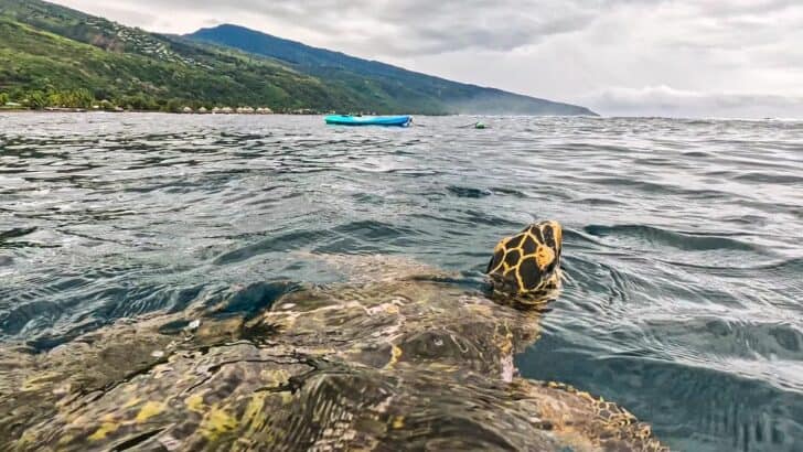 What Does It Mean When You Dream About Turtles? Patience and Protection