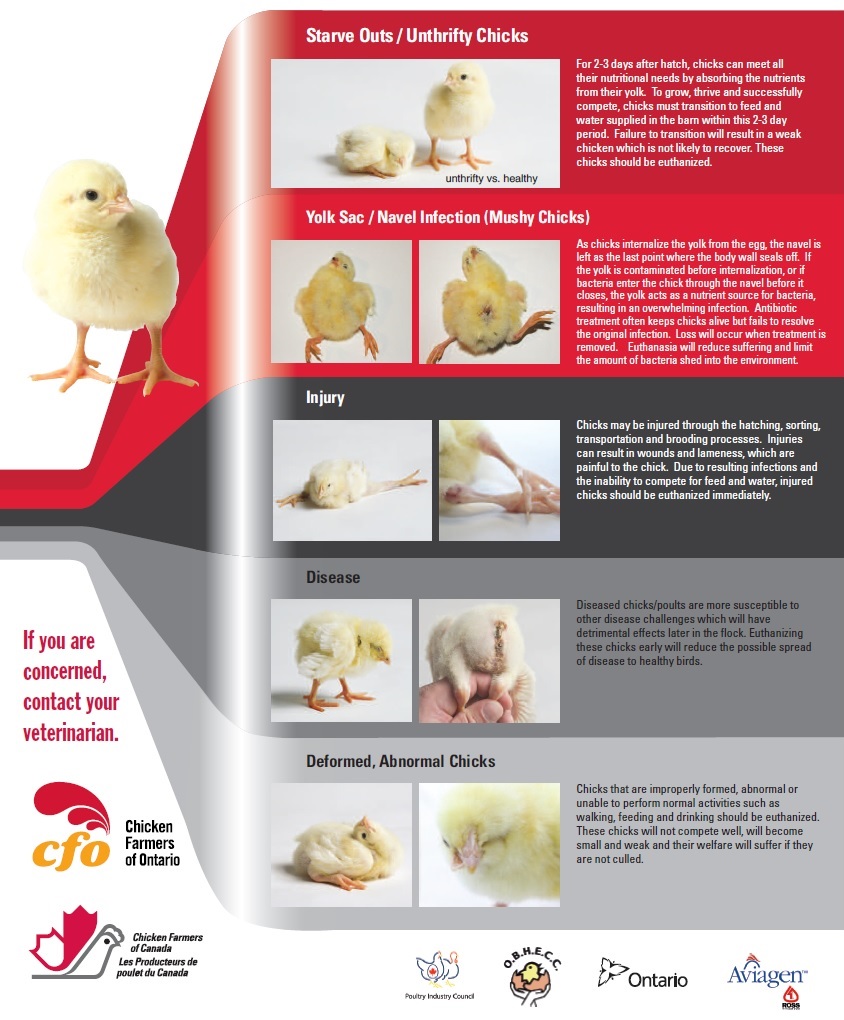 What Does Culling a Chicken Mean? Farming Practices Explained