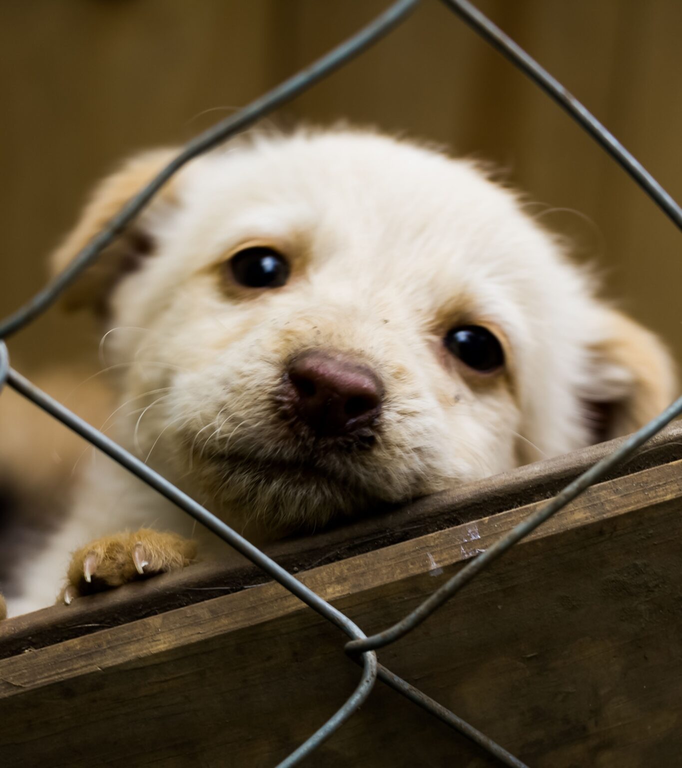 What Does Altered Mean for a Dog? Veterinary Terms Explained