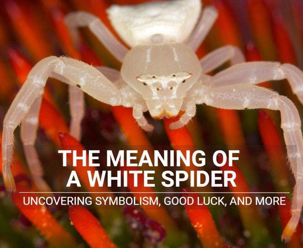 What Does a White Spider Mean? Spiritual and Dream Meaning