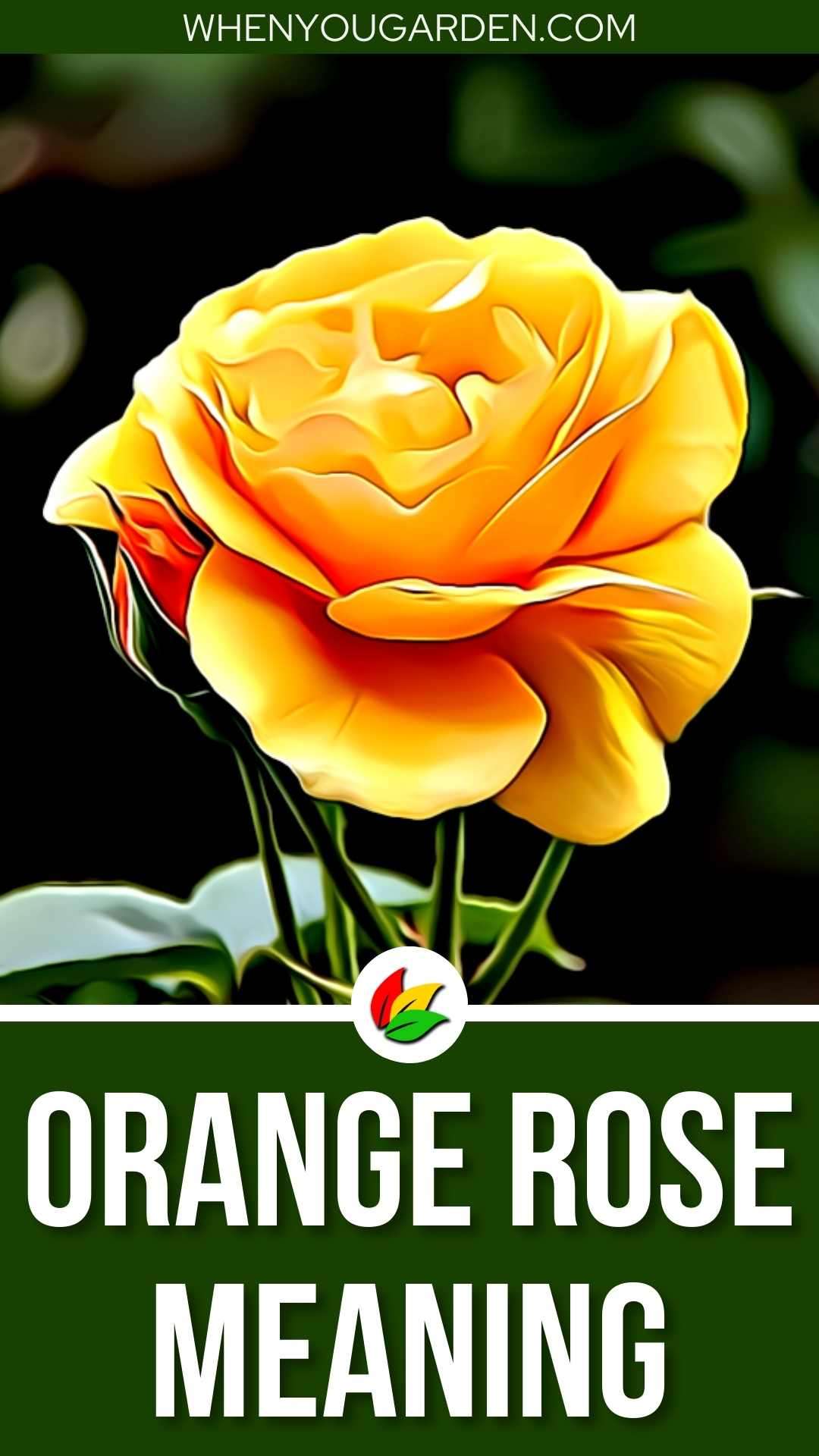 What Does an Orange Rose Mean? Color Symbolism Explained