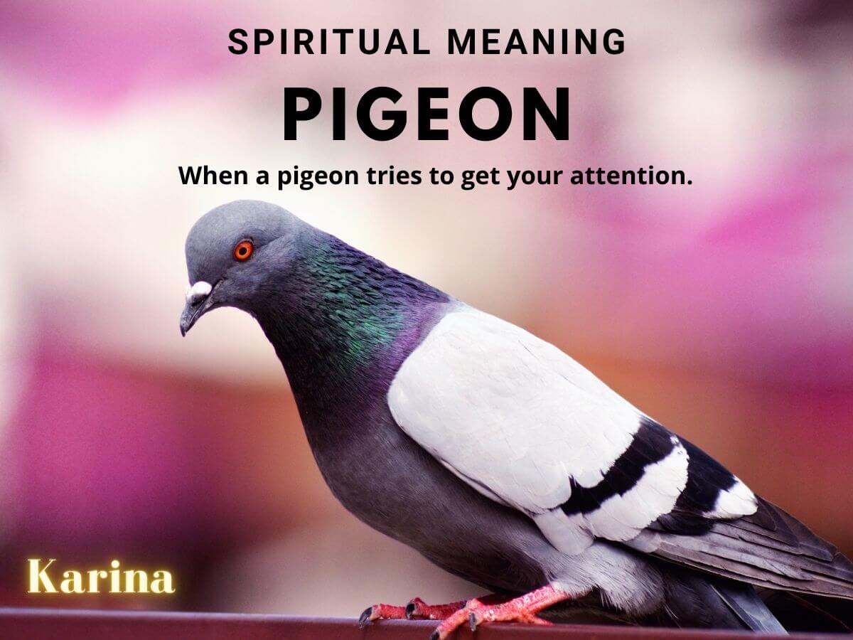 What Does a Pigeon Spirit Animal Mean? Symbolism Explained