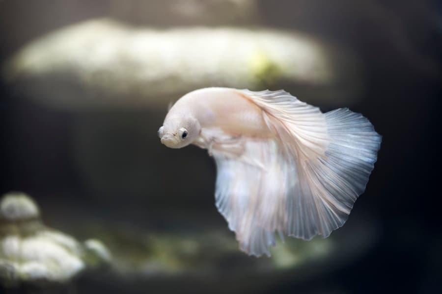 What Does It Mean If My Fish Turn White? Aquarium Health Explained