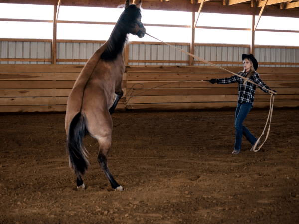 What Does It Mean to Break Horses? Training Terms Explained
