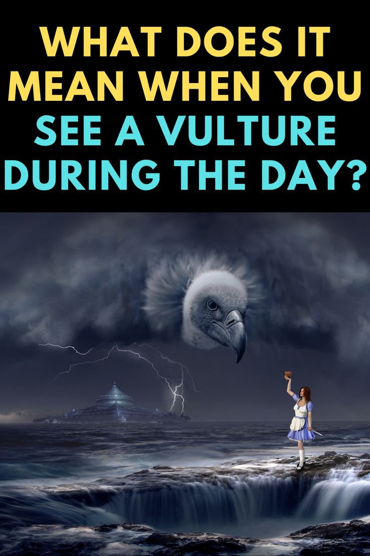 What Does Seeing a Vulture Mean Spiritually? Signs Explained