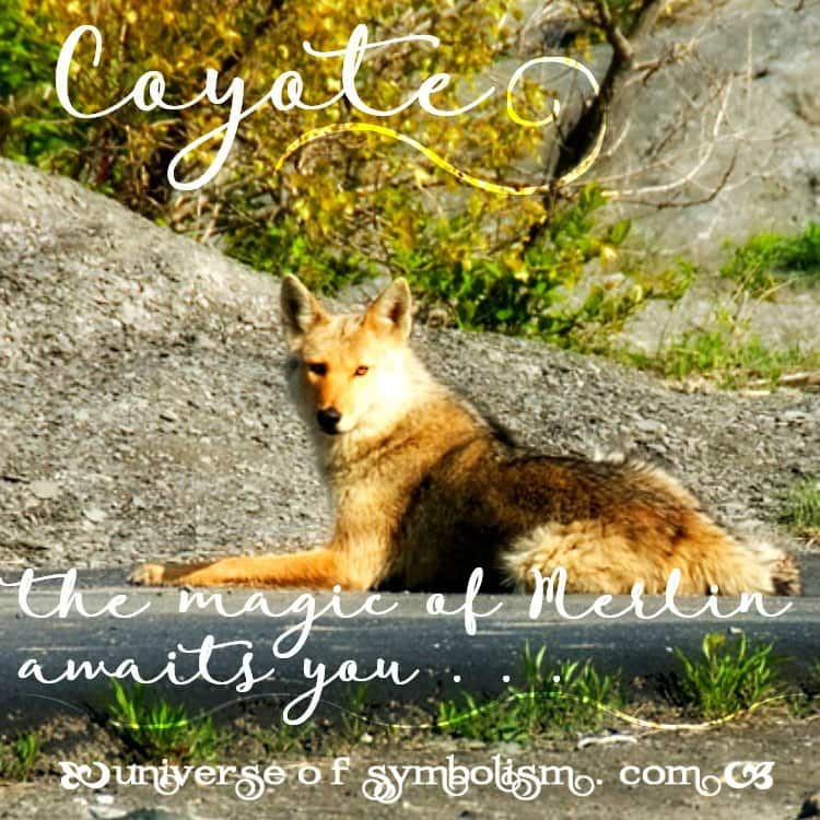 What Does Seeing a Coyote Mean? Symbolism Explored
