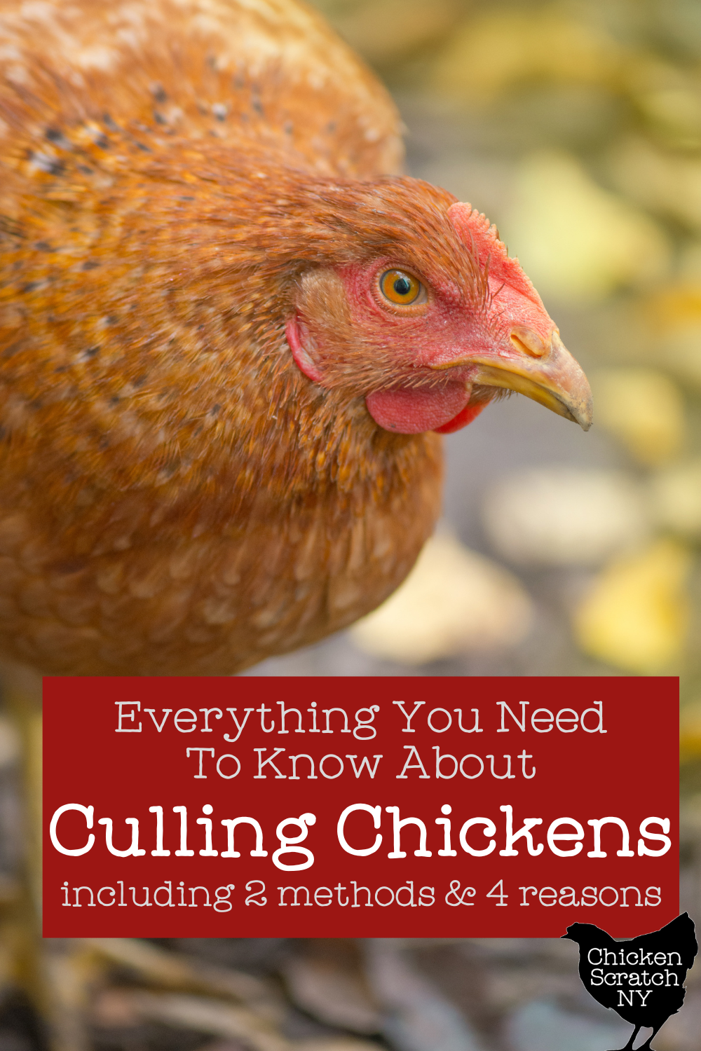 What Does Cull a Chicken Mean? Farming Terms Explained