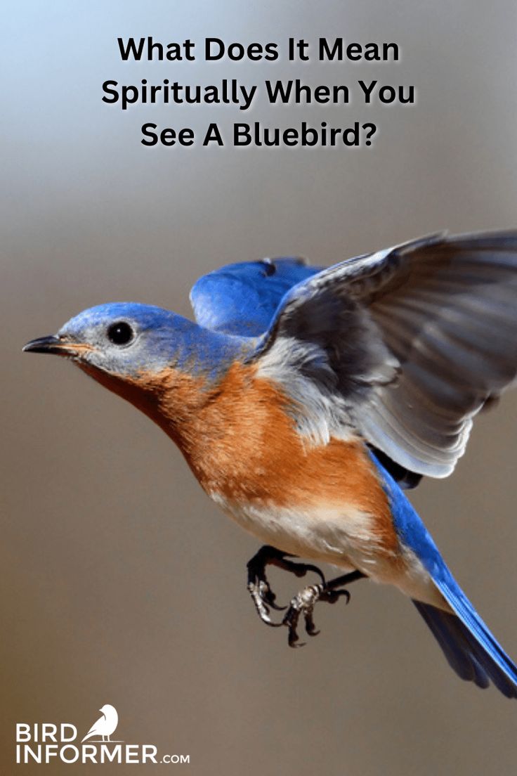 When You See a Bluebird What Does It Mean? Joy and Hope Explained