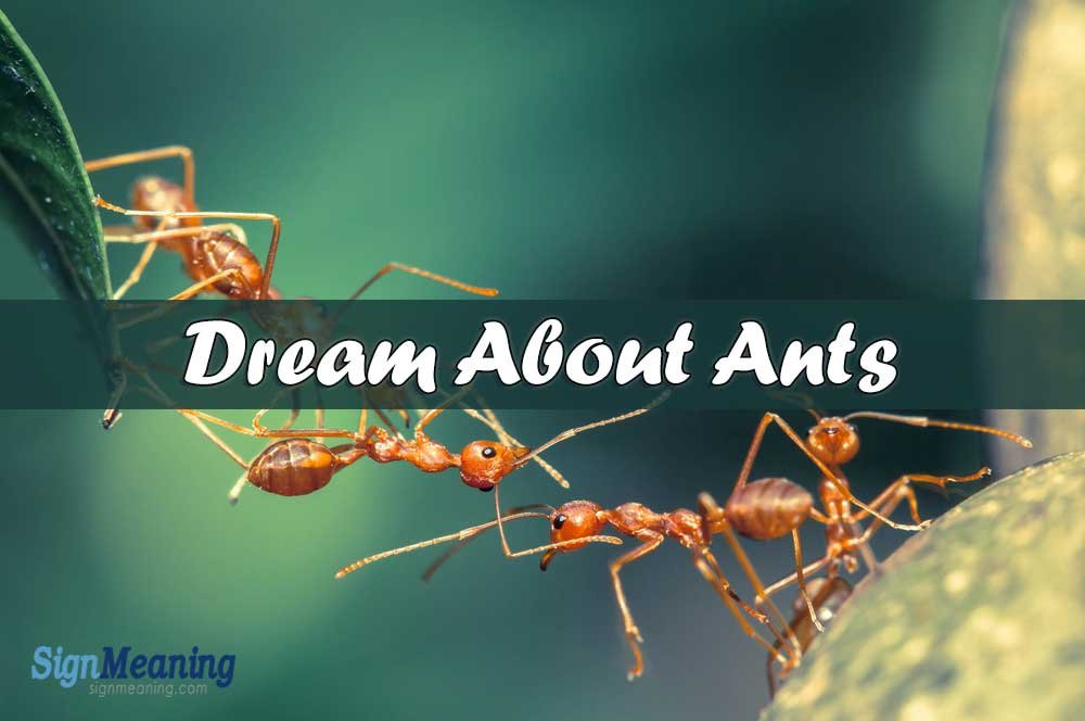 What Do Dreams About Ants Mean? Spiritual and Psychological Insight