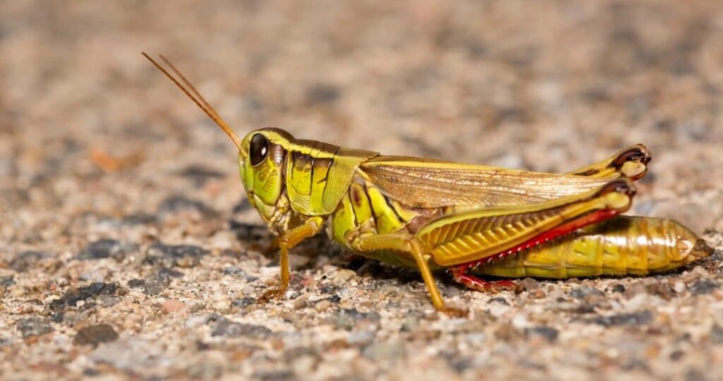 What Does It Mean When a Grasshopper Lands on You? Spiritual Meaning