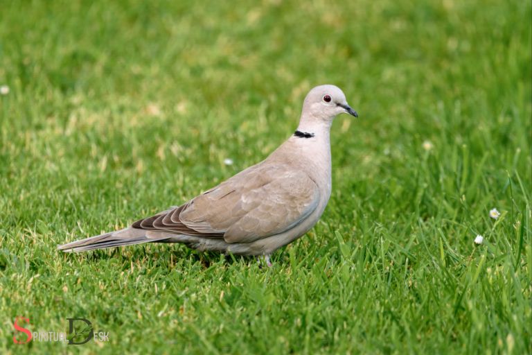 What Does It Mean When a Grey Dove Visits You? Spiritual Meaning