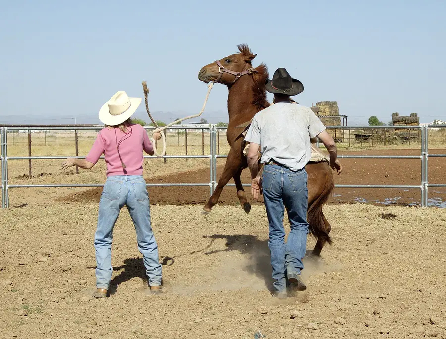What Does It Mean to Break a Horse? Training Terms Explained