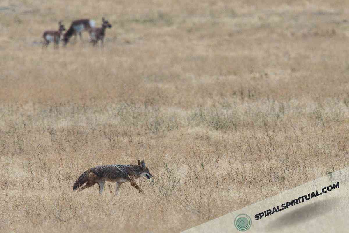 What Does It Mean to See a Coyote? Spiritual Symbolism Explained