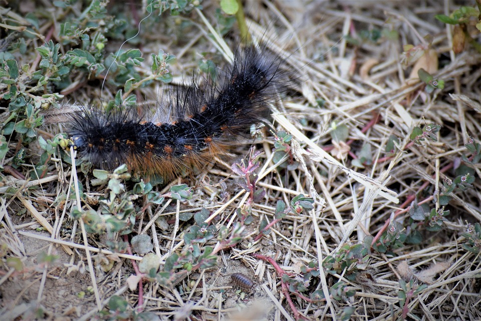 What Does It Mean to See a Monarch Butterfly? Transformation Explained