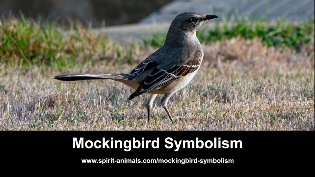 What Does It Mean When a Mockingbird Visits You? Spiritual Meaning