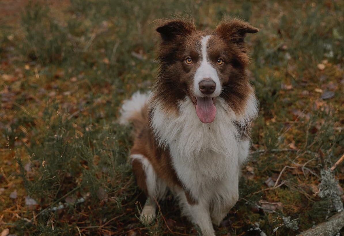 What Does It Mean When Dogs Breathe Fast? Causes You Should Know