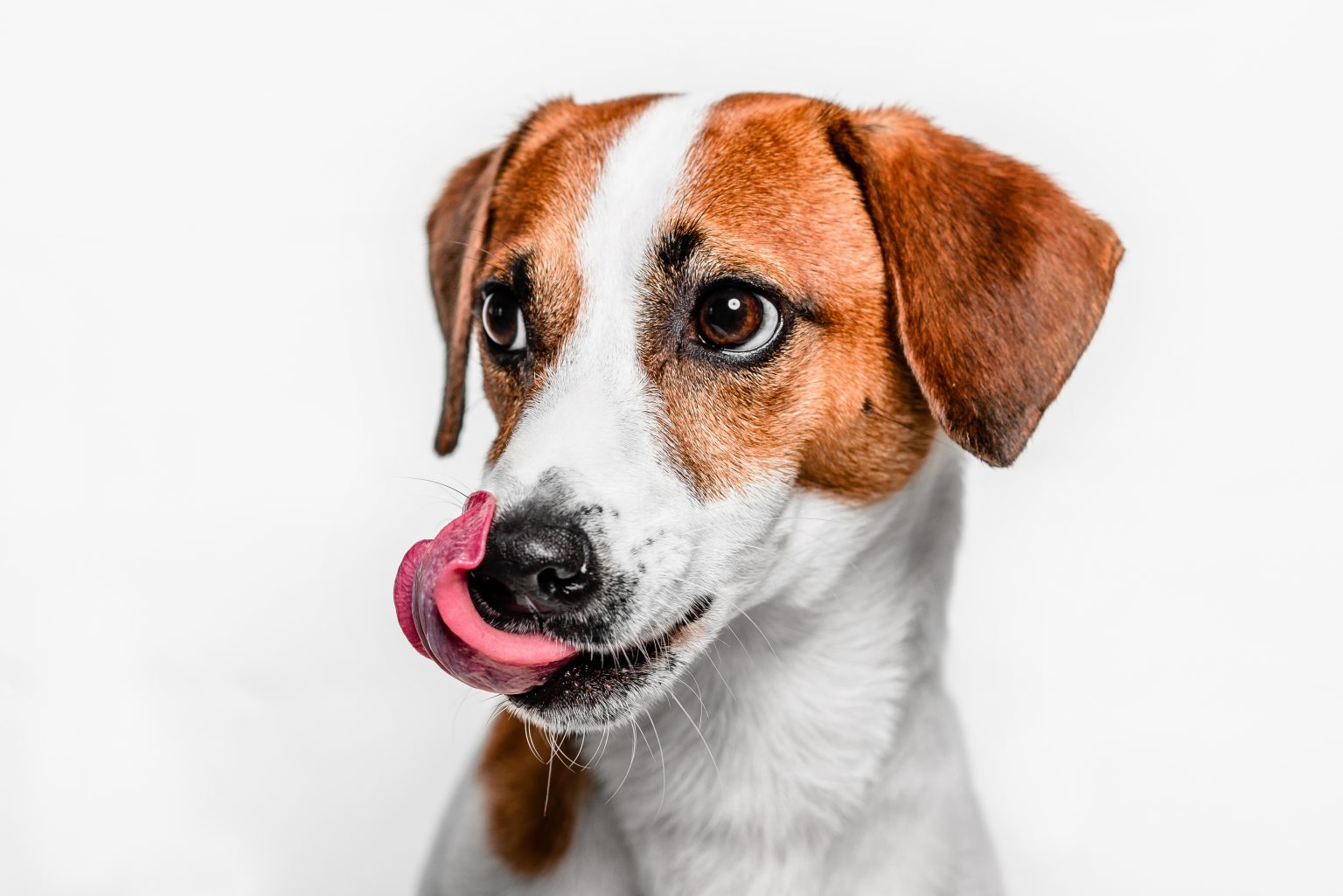 What Does It Mean When Dogs Lick Their Lips? Canine Behavior Explained