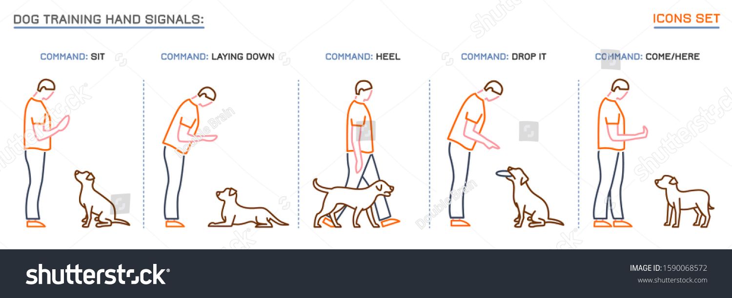 What Does Heel Mean for a Dog? Training Commands Explained