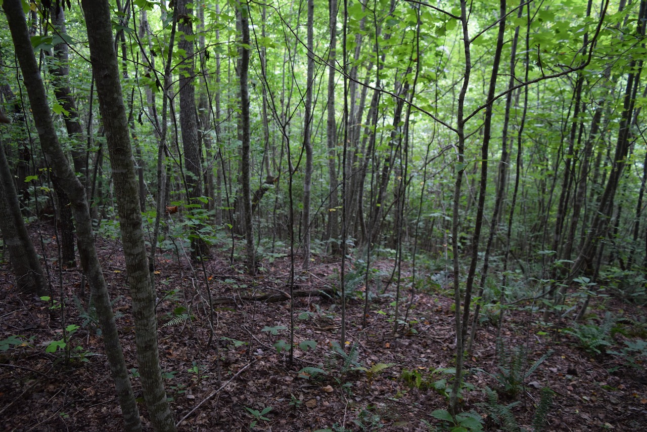 What Does Unrestricted Land Mean? Property Rights Explained