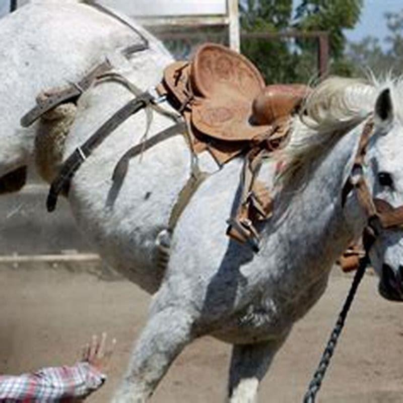 What Does Breaking a Horse Mean? Training Terms Explained