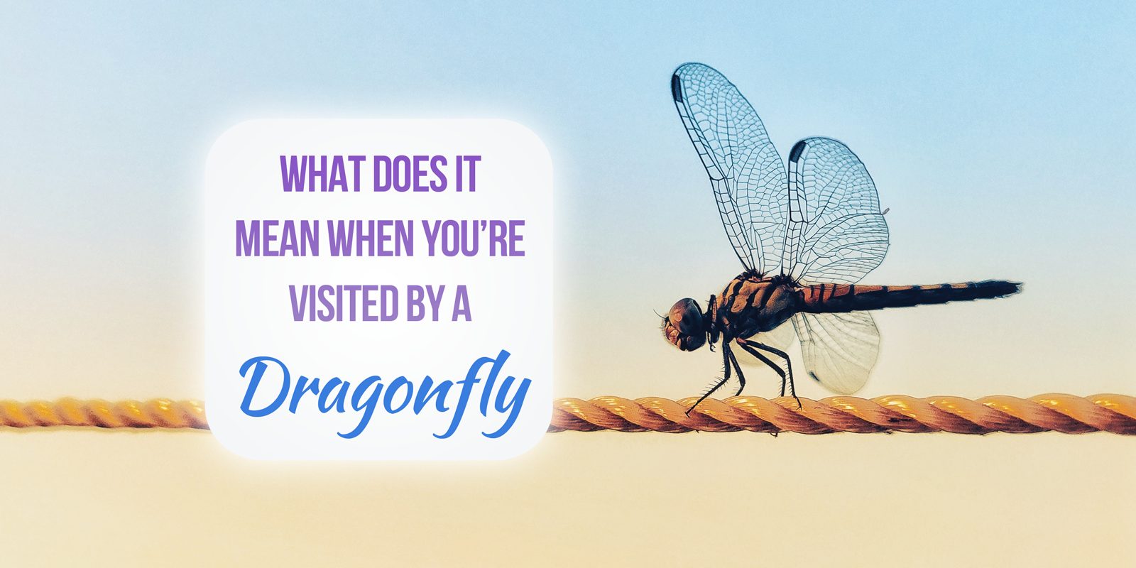 What Does It Mean When a Dragonfly Visits You? Spiritual Symbolism