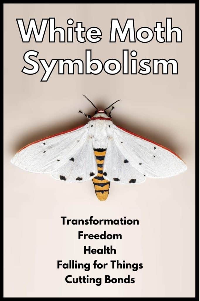 What Does a White Moth Mean? Spiritual Symbolism Explained