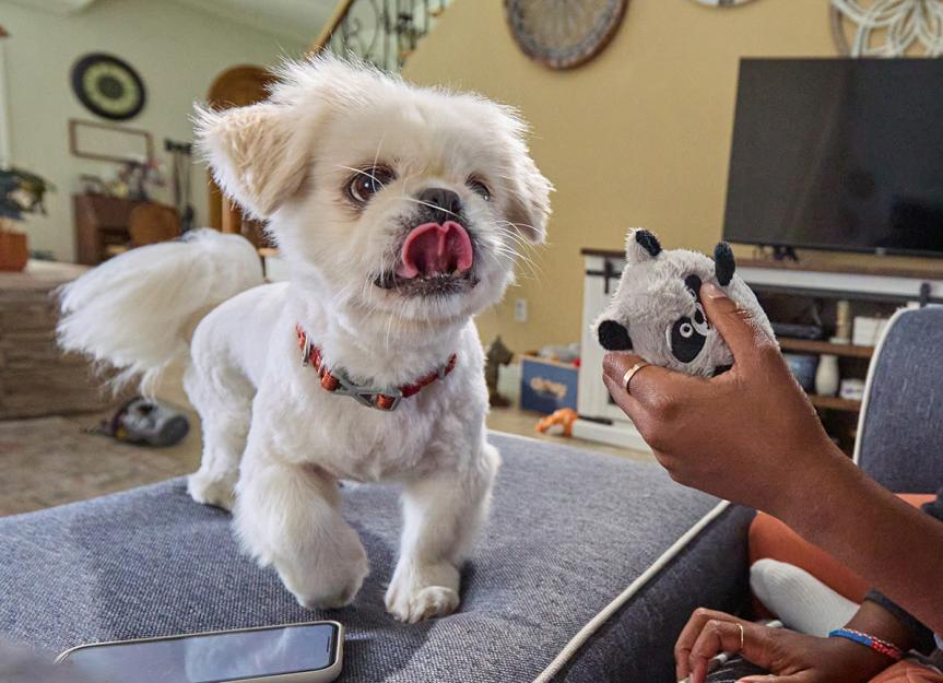 What Does It Mean When a Dog Licks His Lips? Canine Behavior